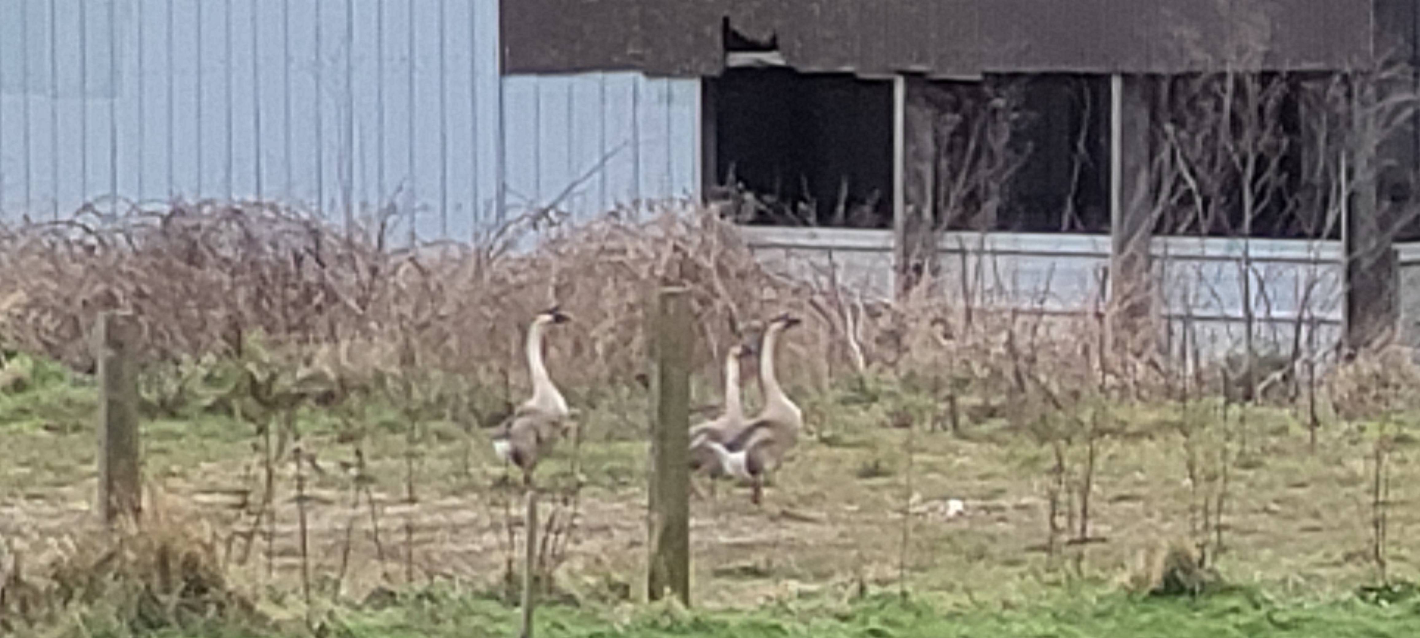 A photo of a Swan Goose photographed in  Gristhorpe, England, United Kingdom