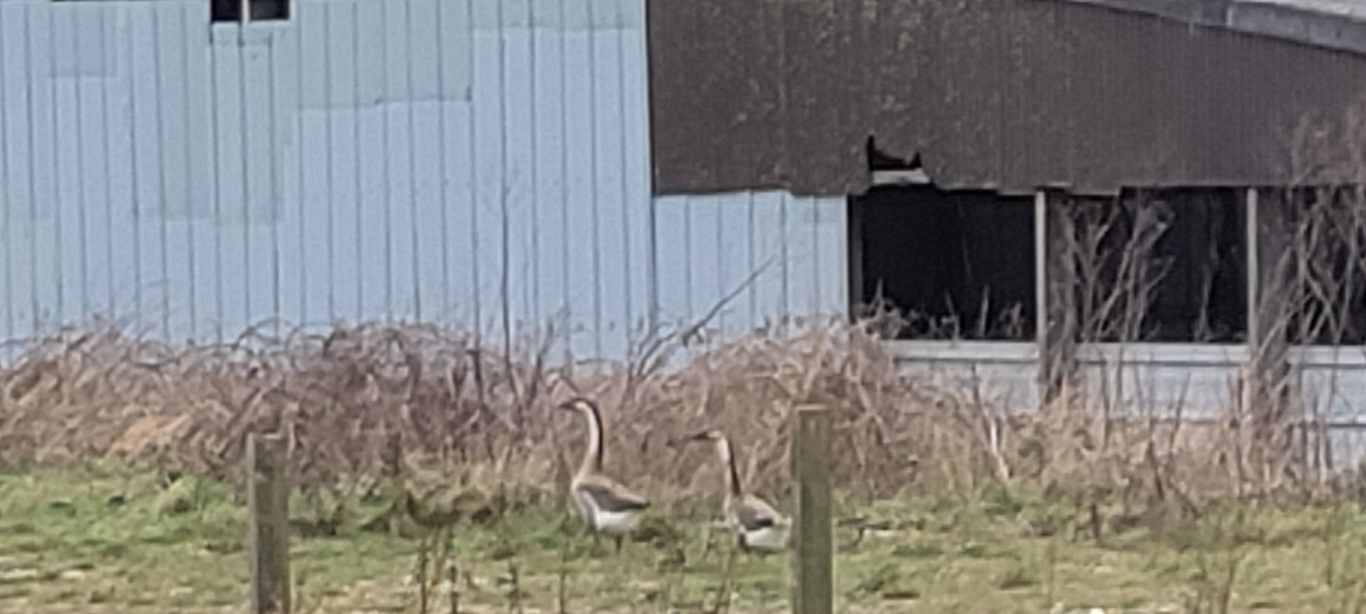 A photo of a Swan Goose photographed in  Gristhorpe, England, United Kingdom