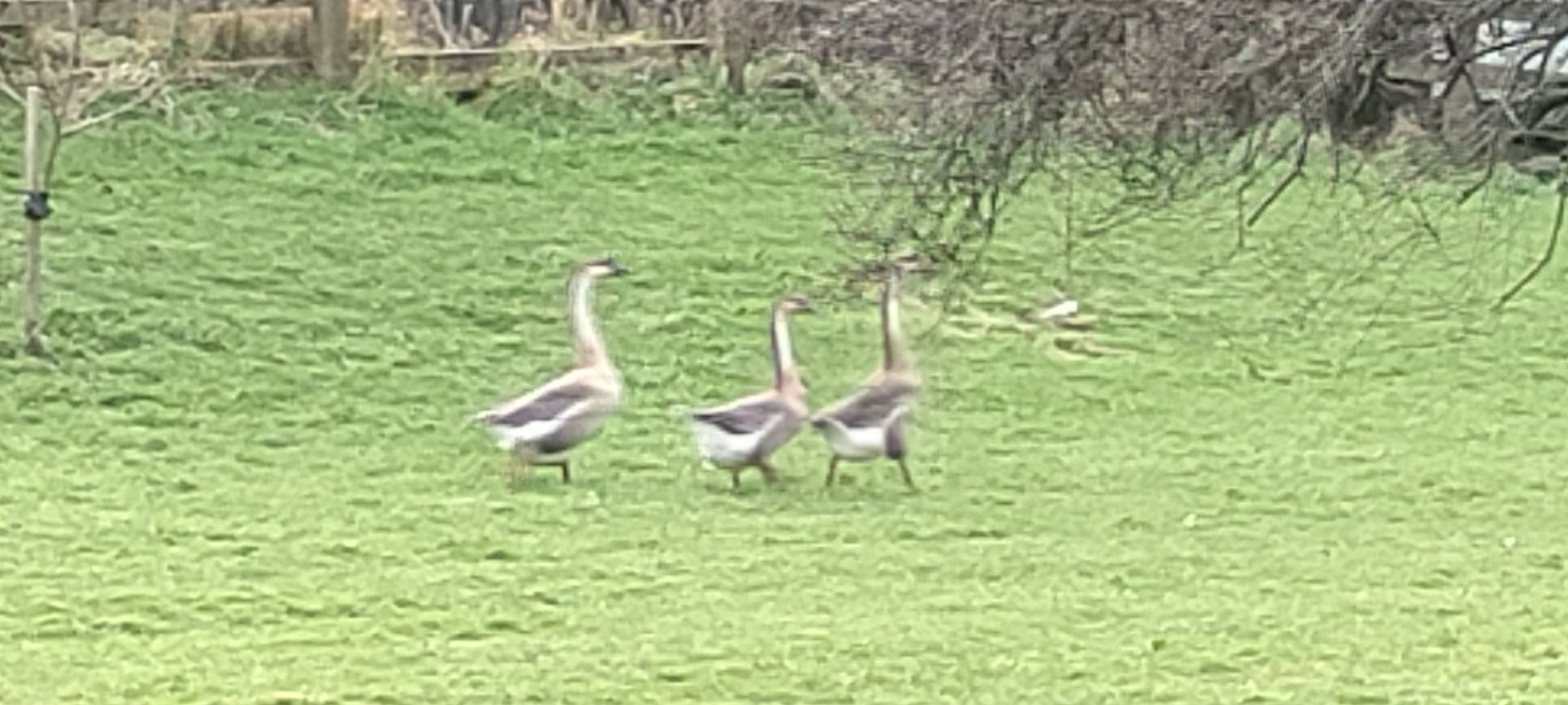 A photo of a Swan Goose photographed in  Gristhorpe, England, United Kingdom