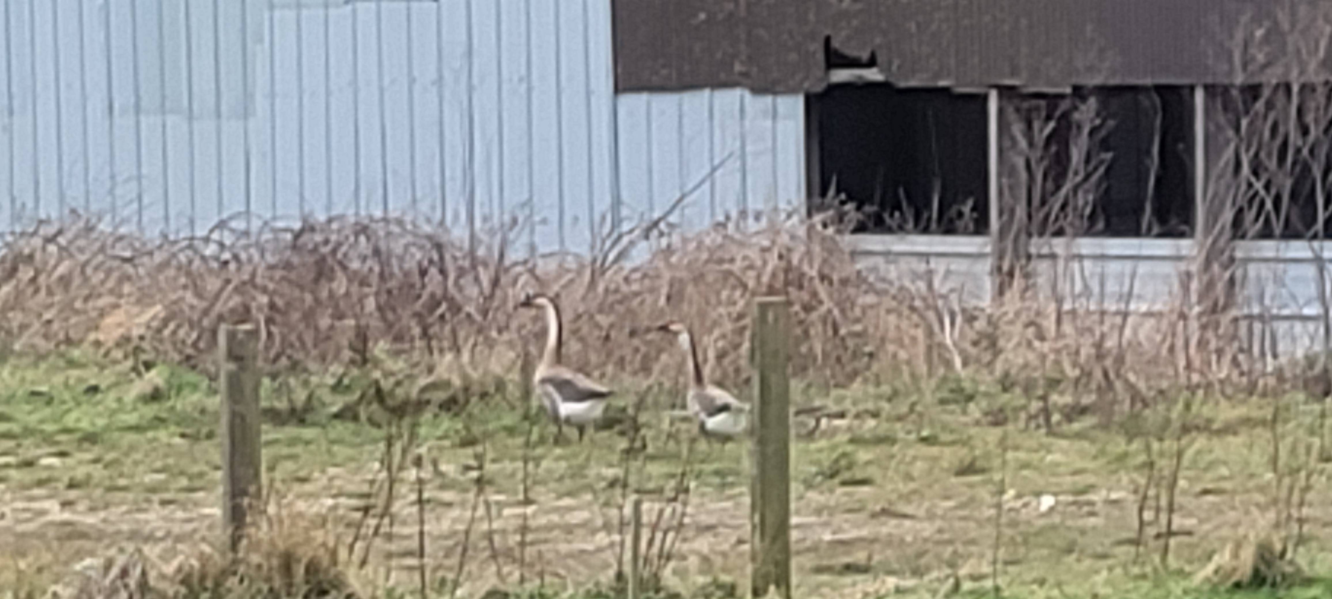 A photo of a Swan Goose photographed in  Gristhorpe, England, United Kingdom