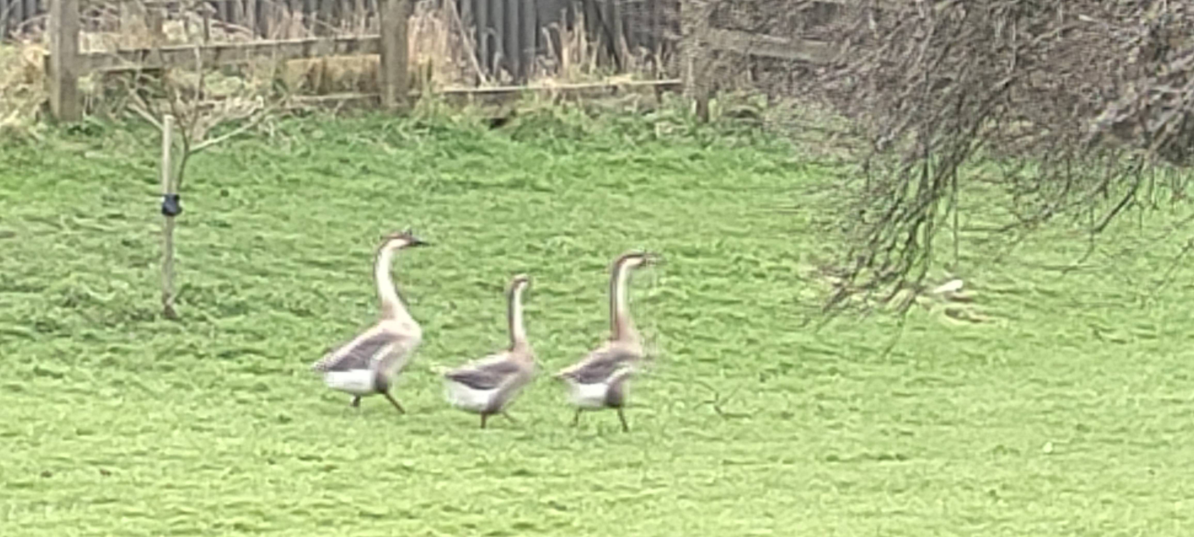 A photo of a Swan Goose photographed in  Gristhorpe, England, United Kingdom