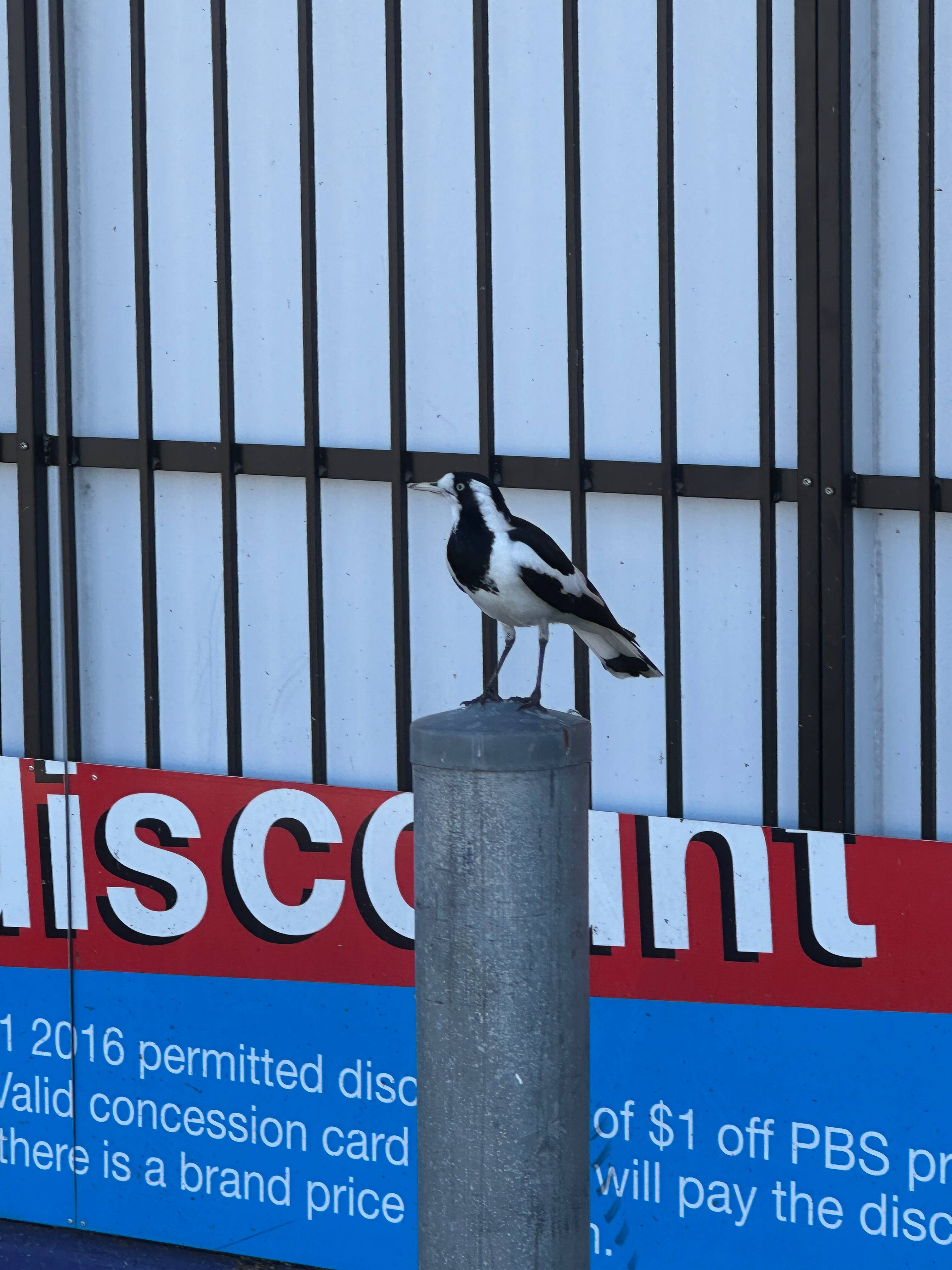 Magpie-lark (Grallina cyanoleuca) identification - Birda