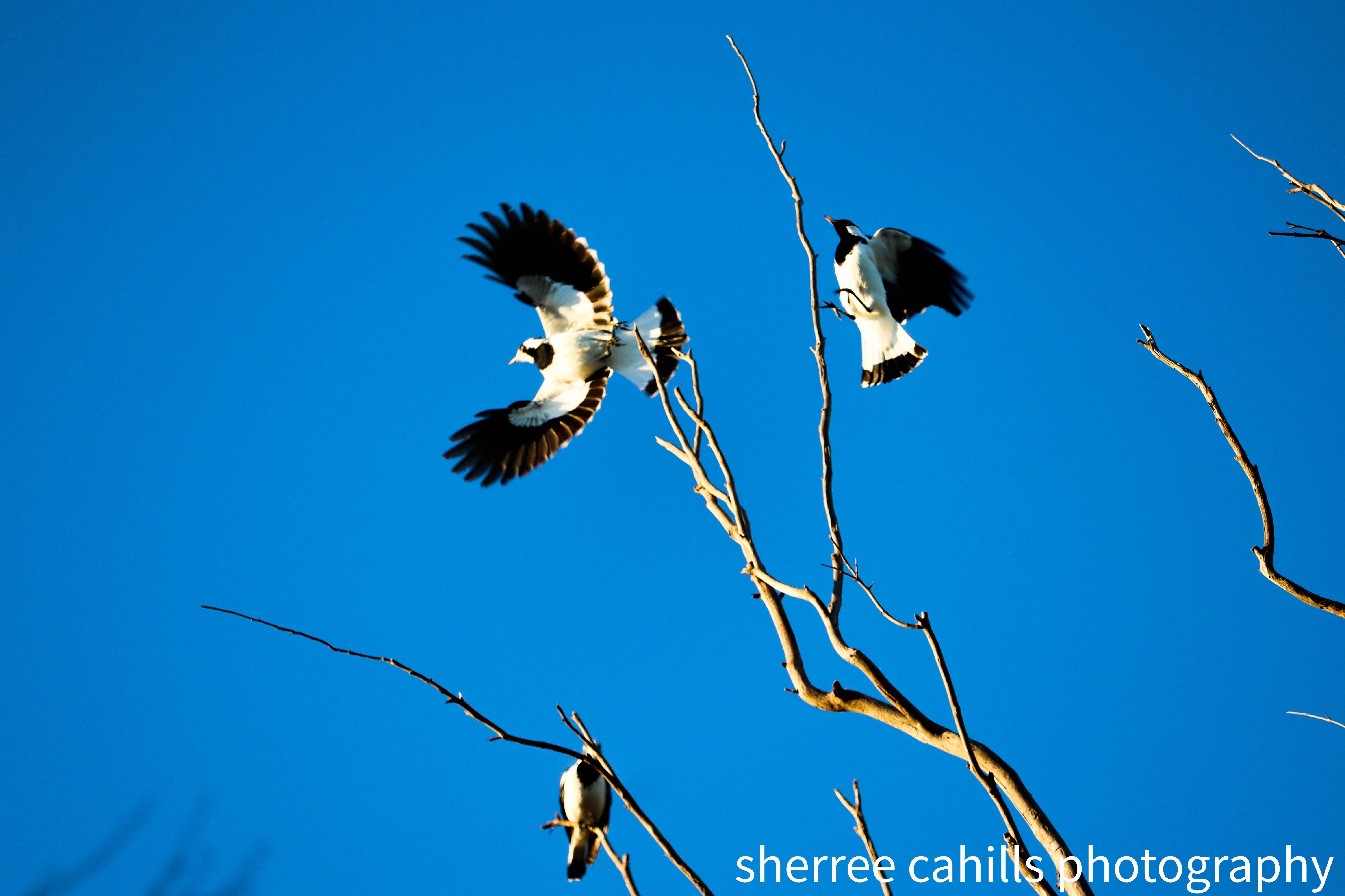 Magpie-lark (Grallina cyanoleuca) identification - Birda