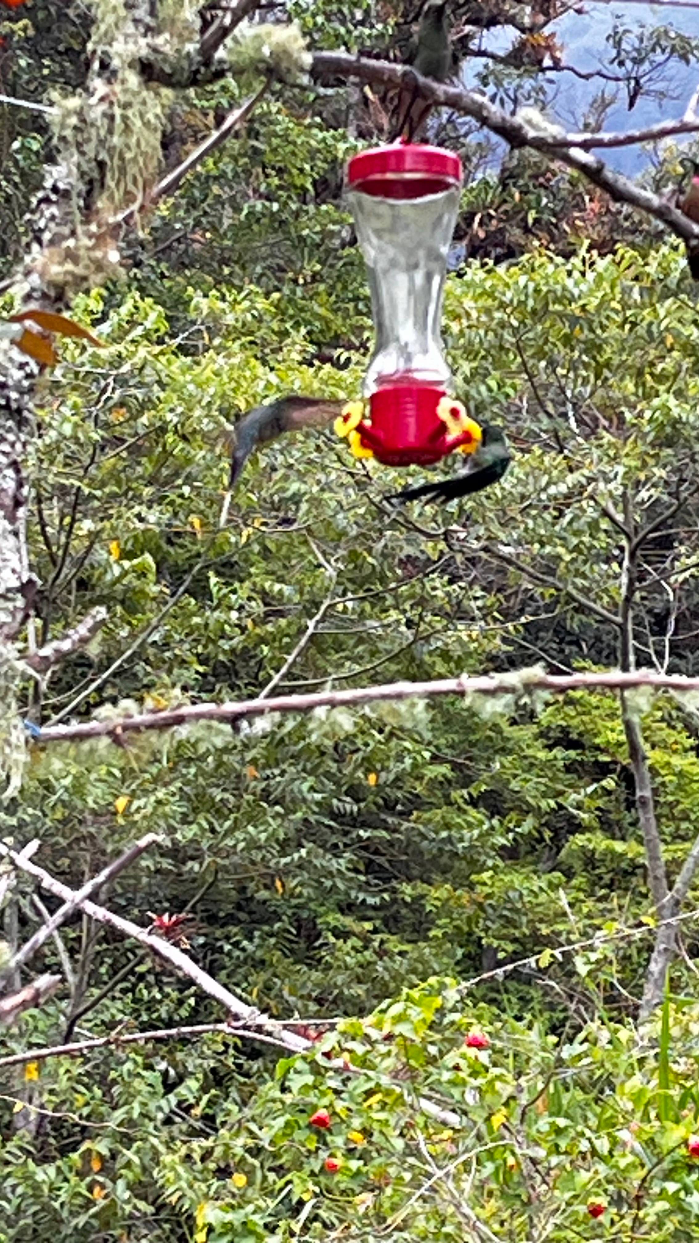 A photo of a Green Hermit photographed in  Colombia