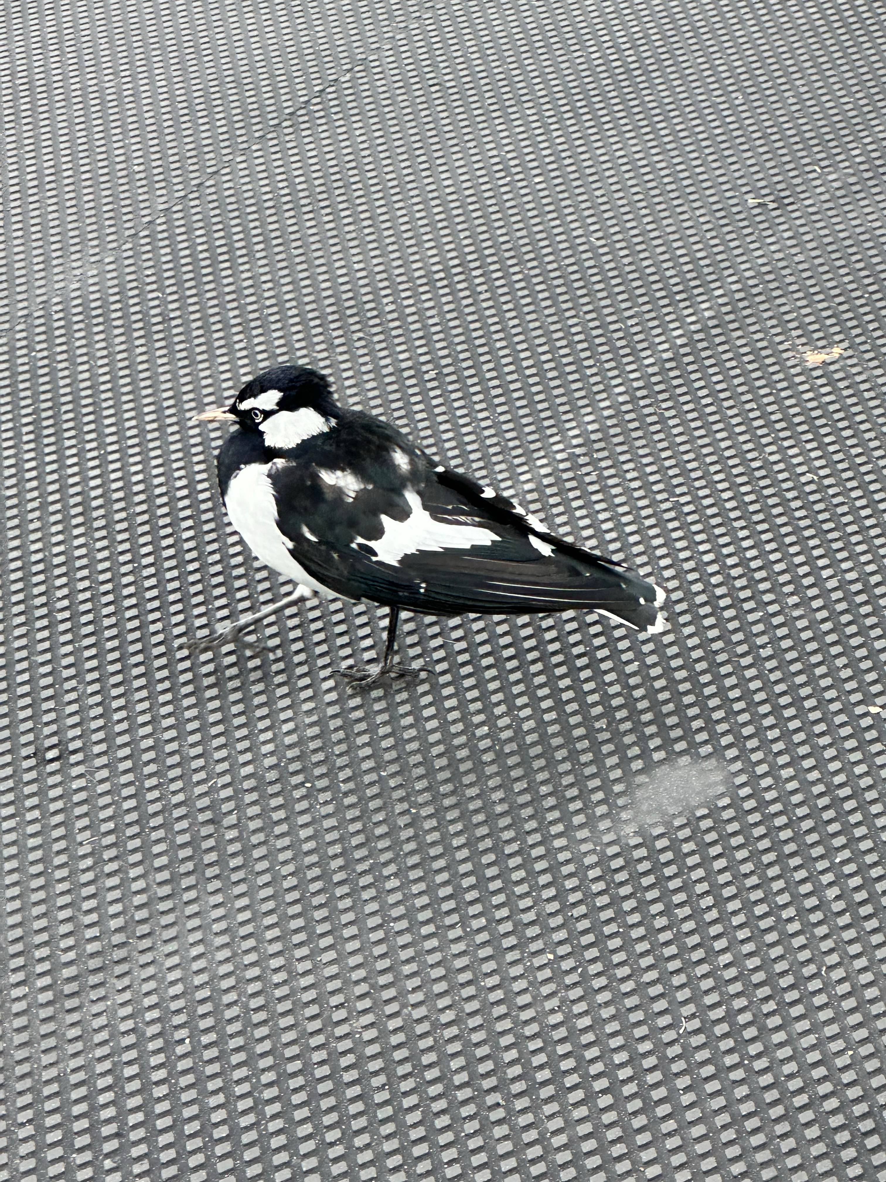Magpie-lark (Grallina cyanoleuca) identification - Birda