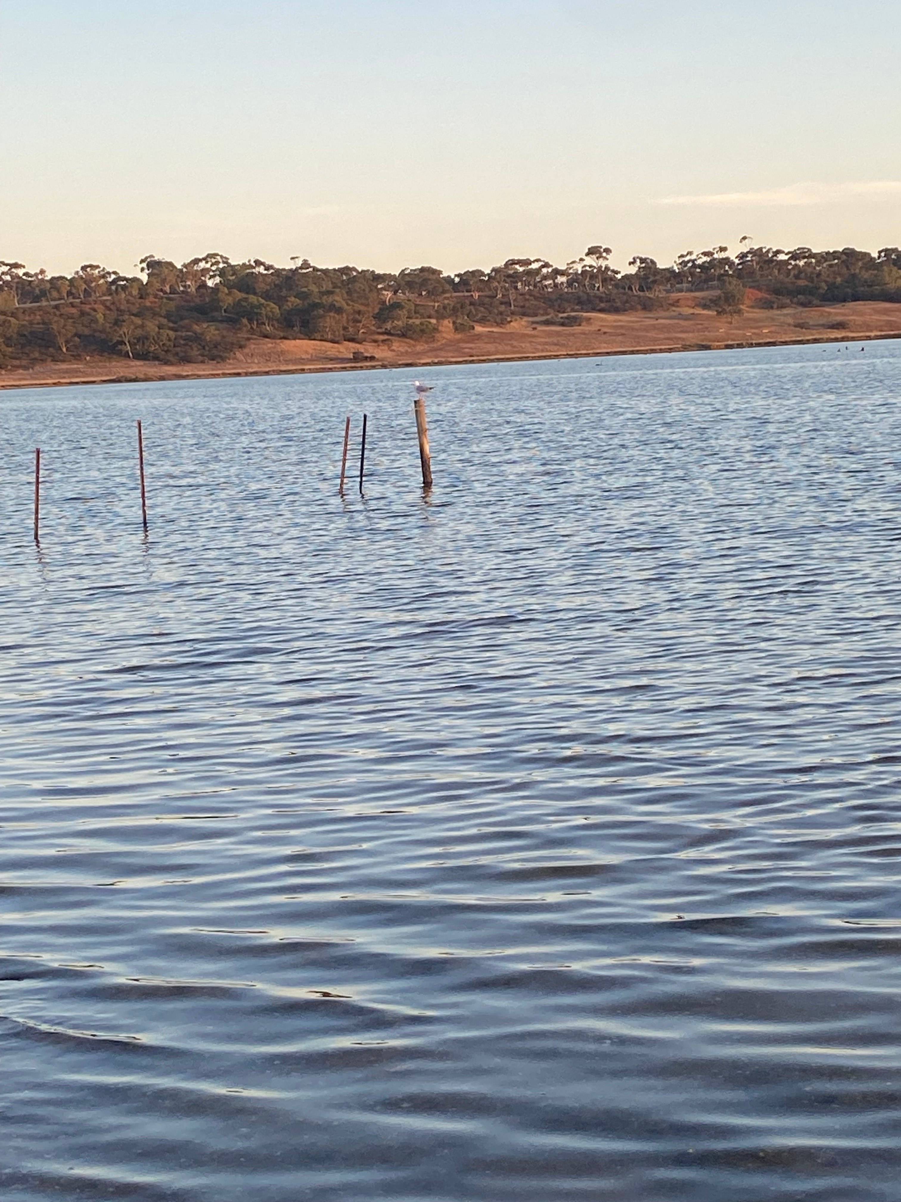 A photo of a Silver Gull photographed in  Wallington, Victoria, Australia
