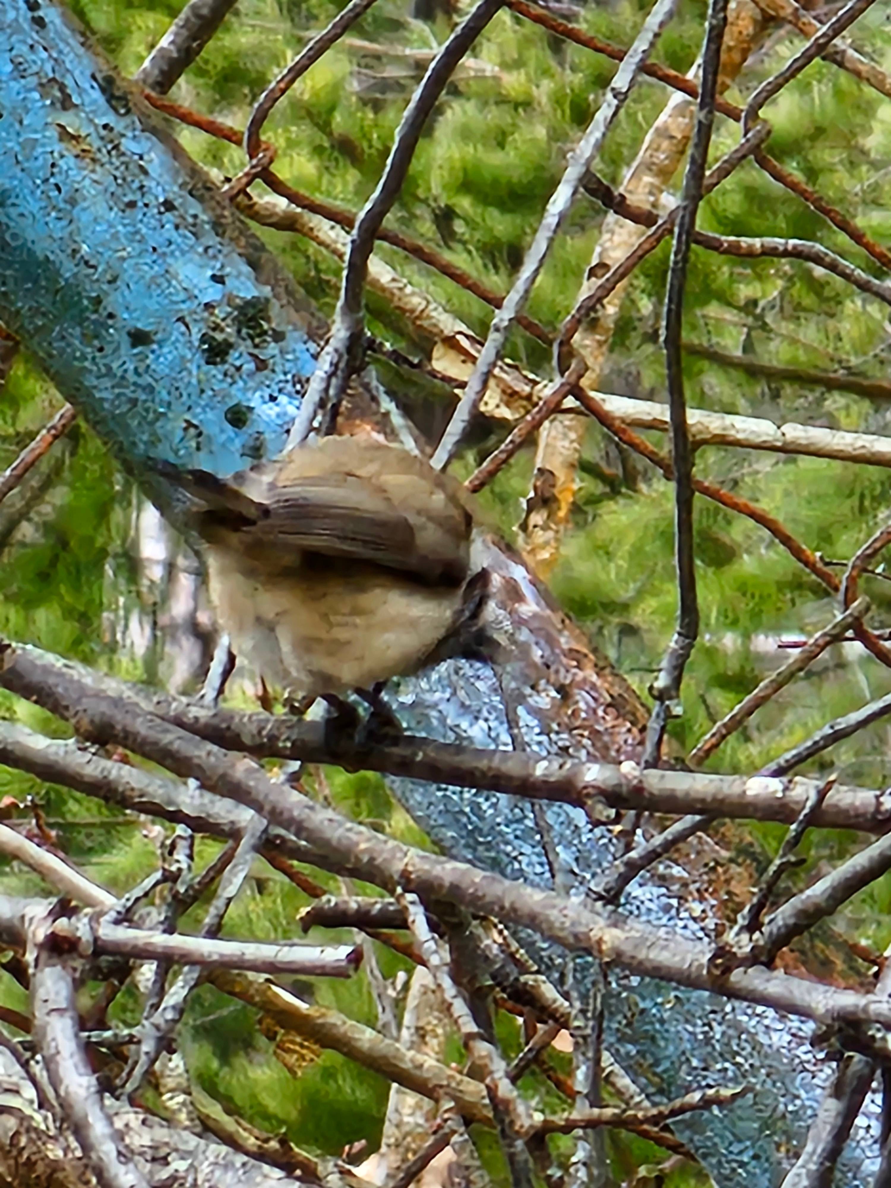 A photo of a Crested Tit photographed in  Sweden