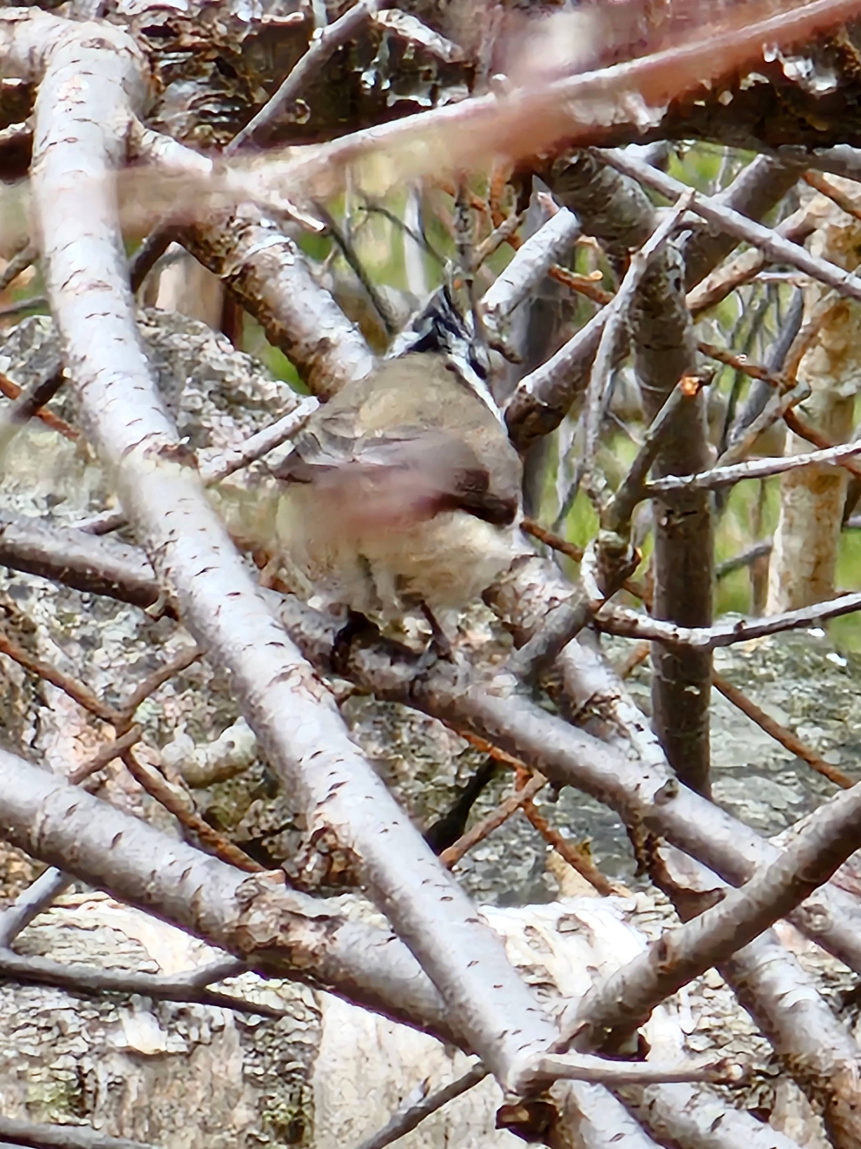 A photo of a Crested Tit photographed in  Sweden