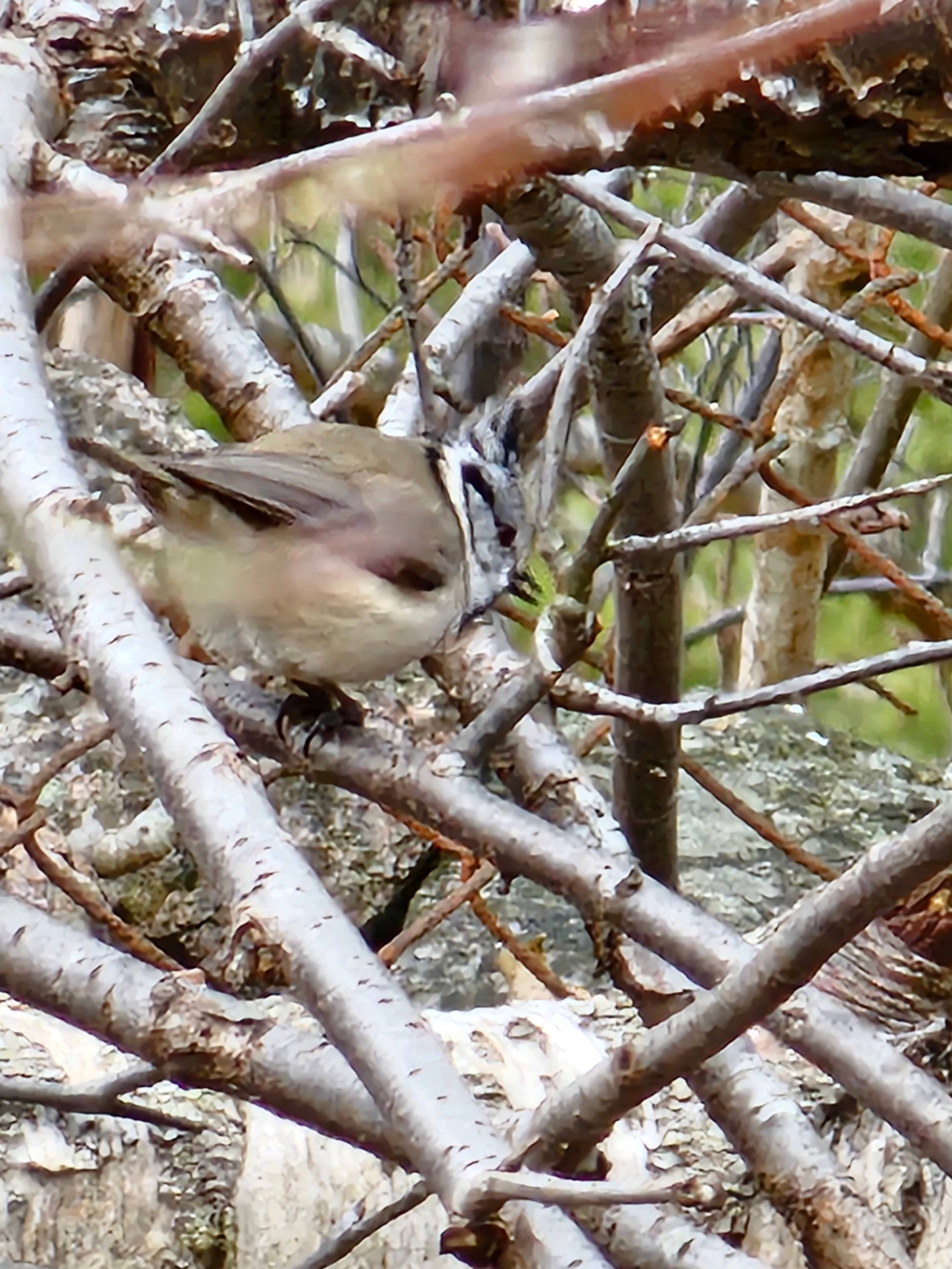 A photo of a Crested Tit photographed in  Sweden