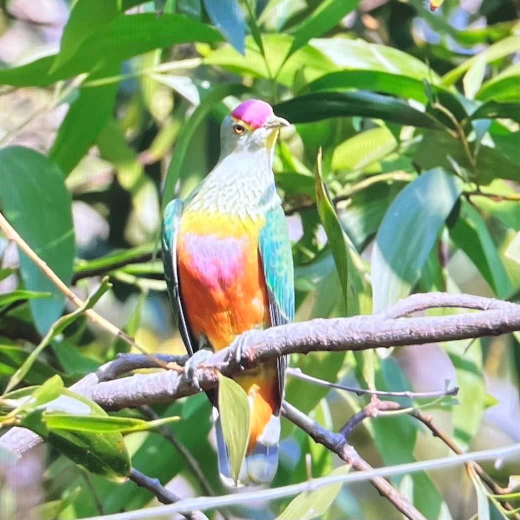 Is There Such a Bird As the Fruit Pigeon? Discover the Truth!