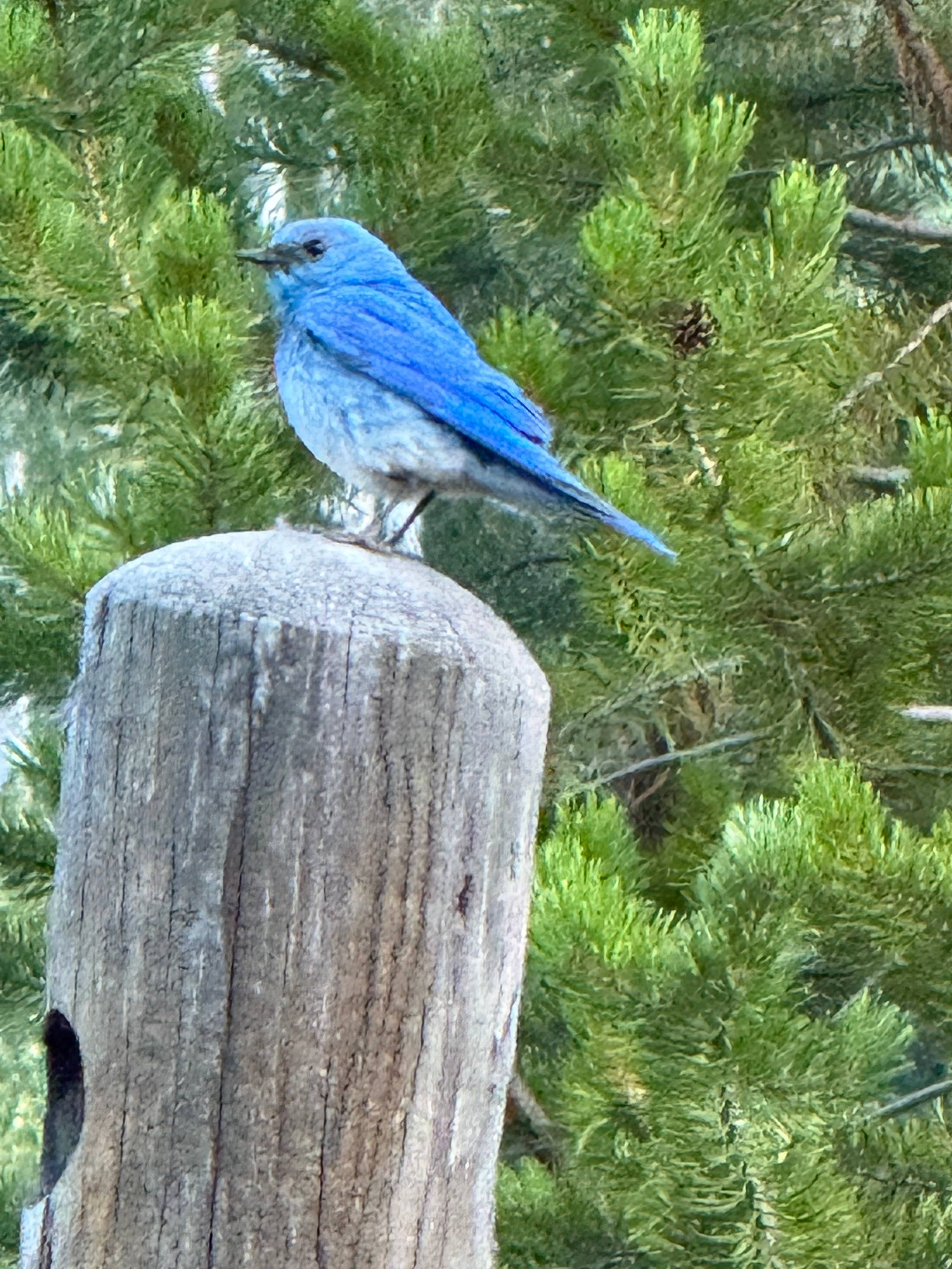 Where to Find a Mountain Blue Bird: Ultimate Guide for Birdwatchers