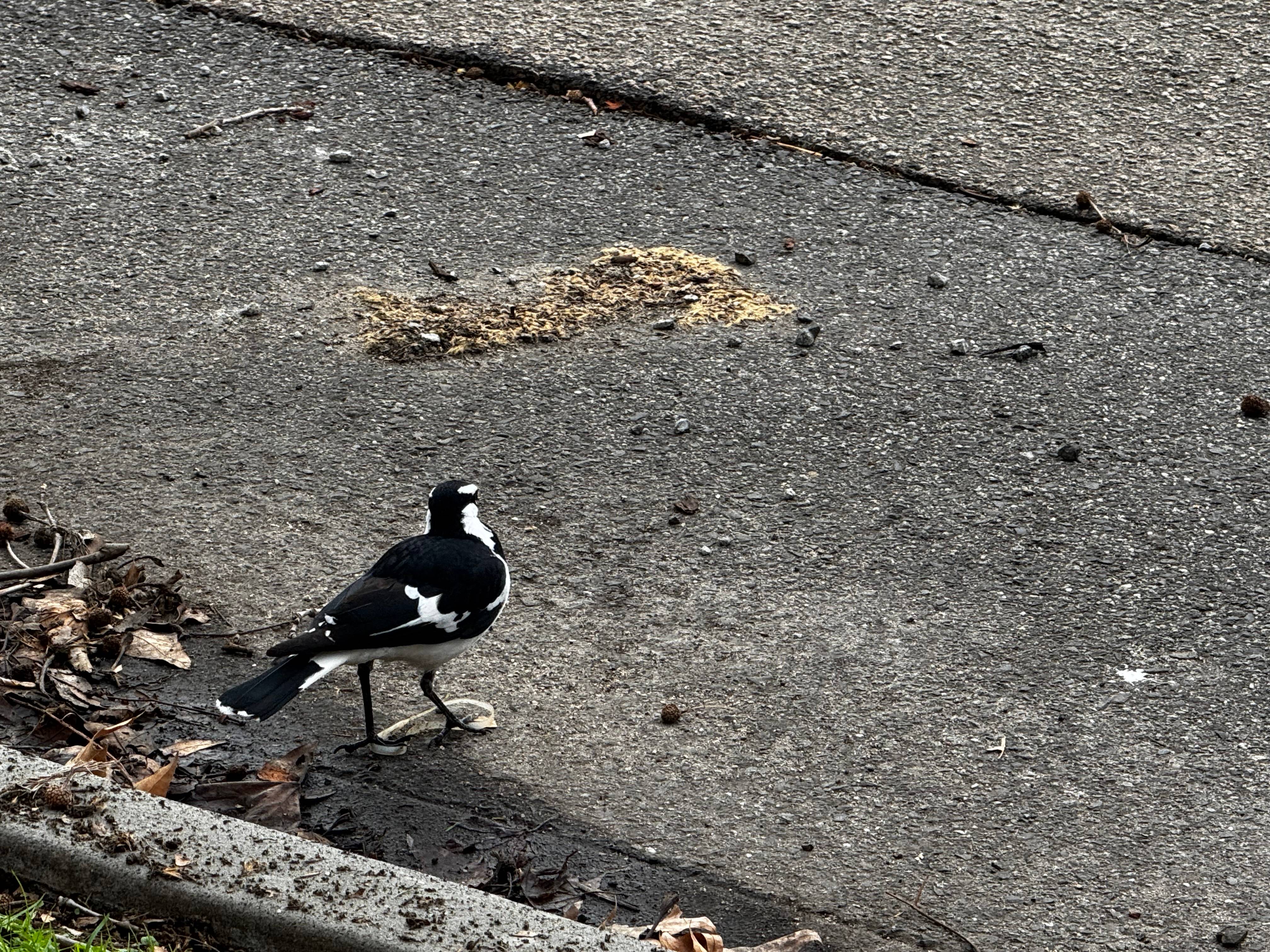 Magpie-lark (Grallina cyanoleuca) identification - Birda