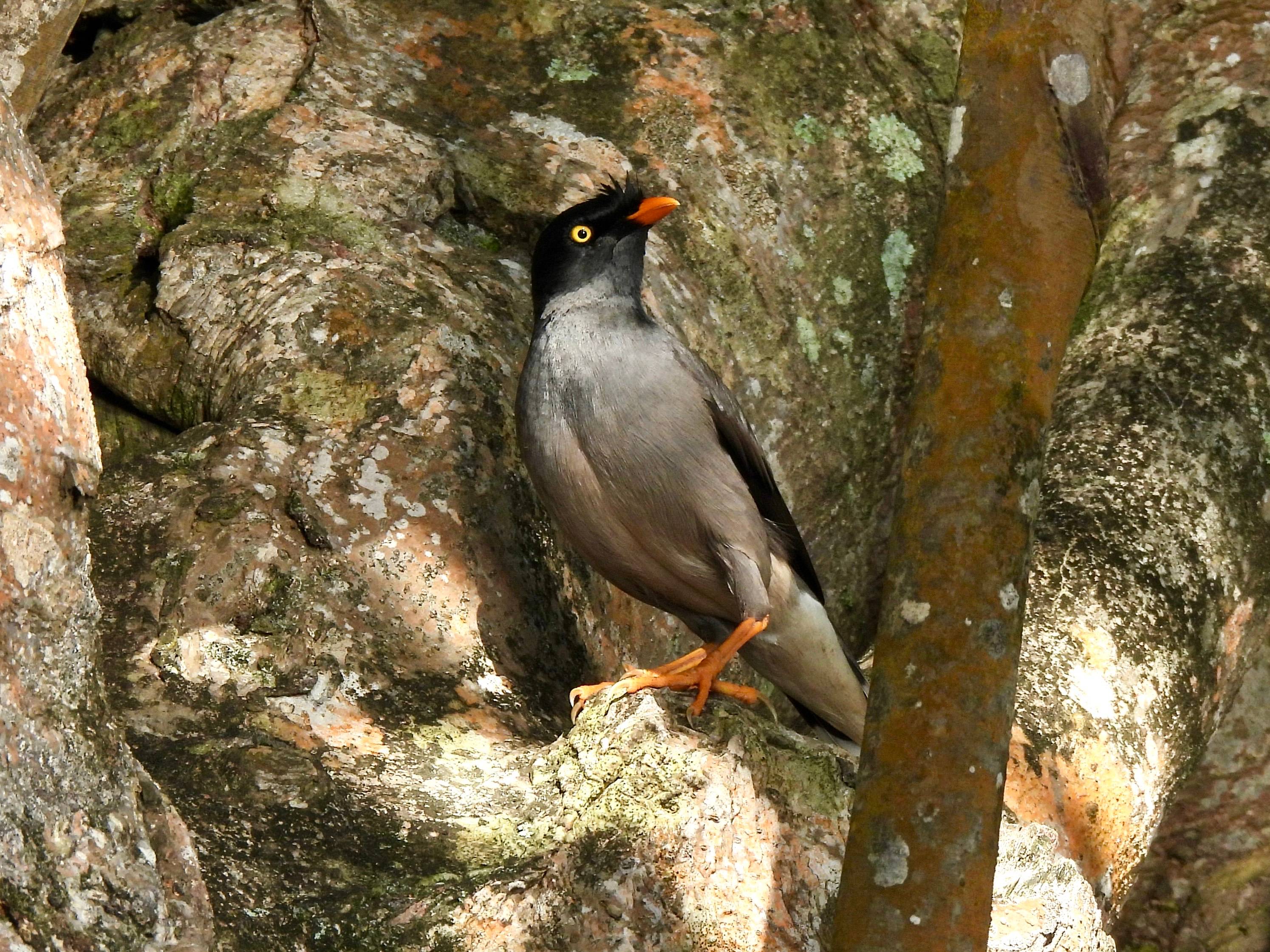 A photo of a Jungle Myna photographed in  Apia, Samoa