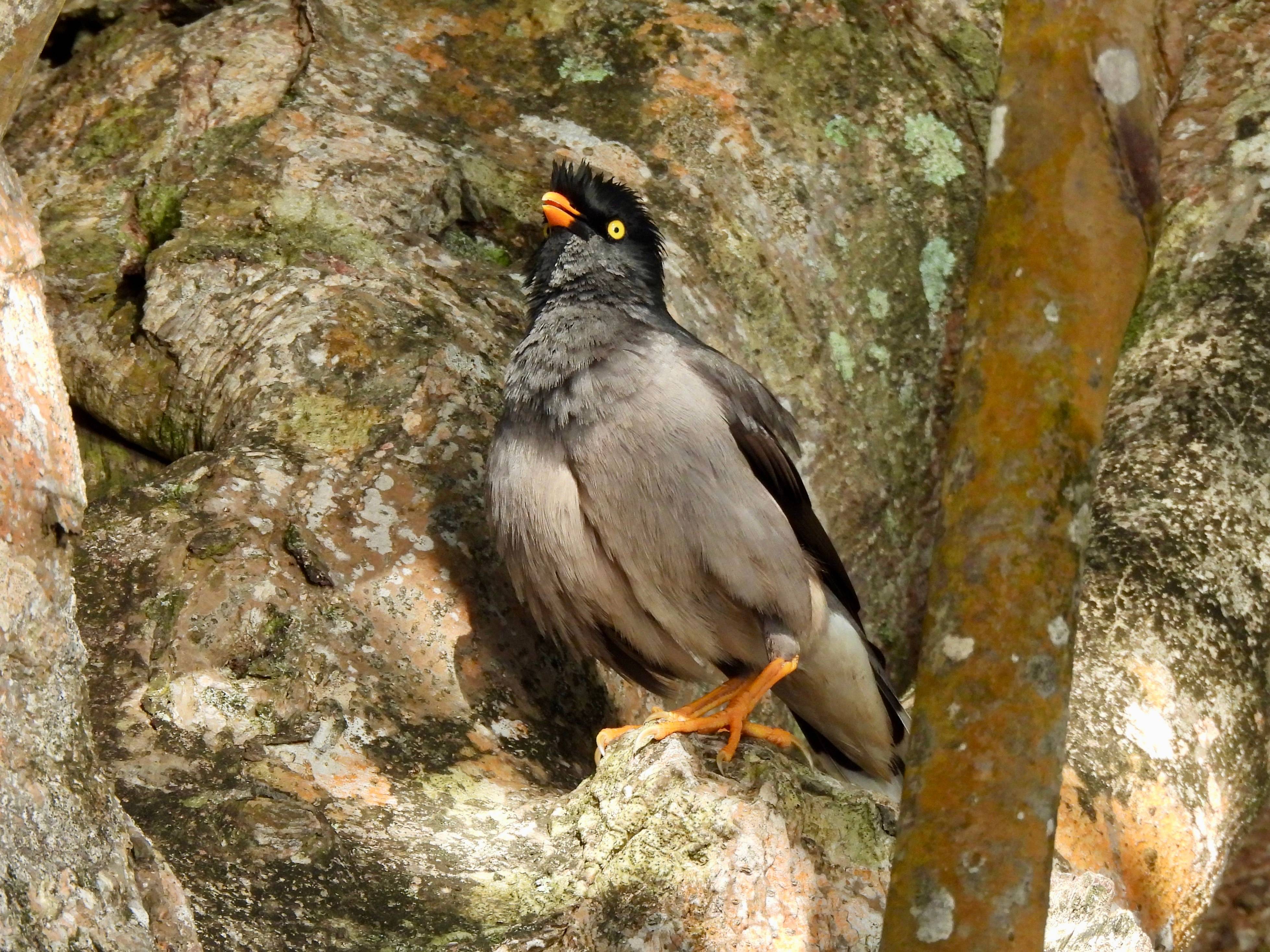 A photo of a Jungle Myna photographed in  Apia, Samoa