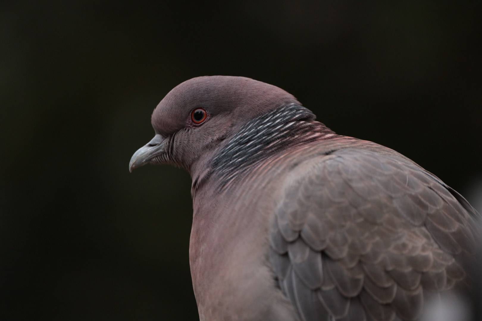 ピカソ “The Pigeons” ジクレー　CoA 付き GRIZZLY KING 843