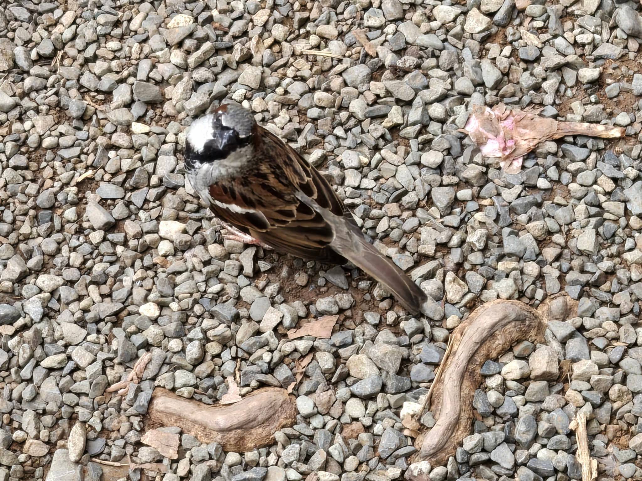 Eurasian Tree Sparrow (Passer montanus) identification - Birda