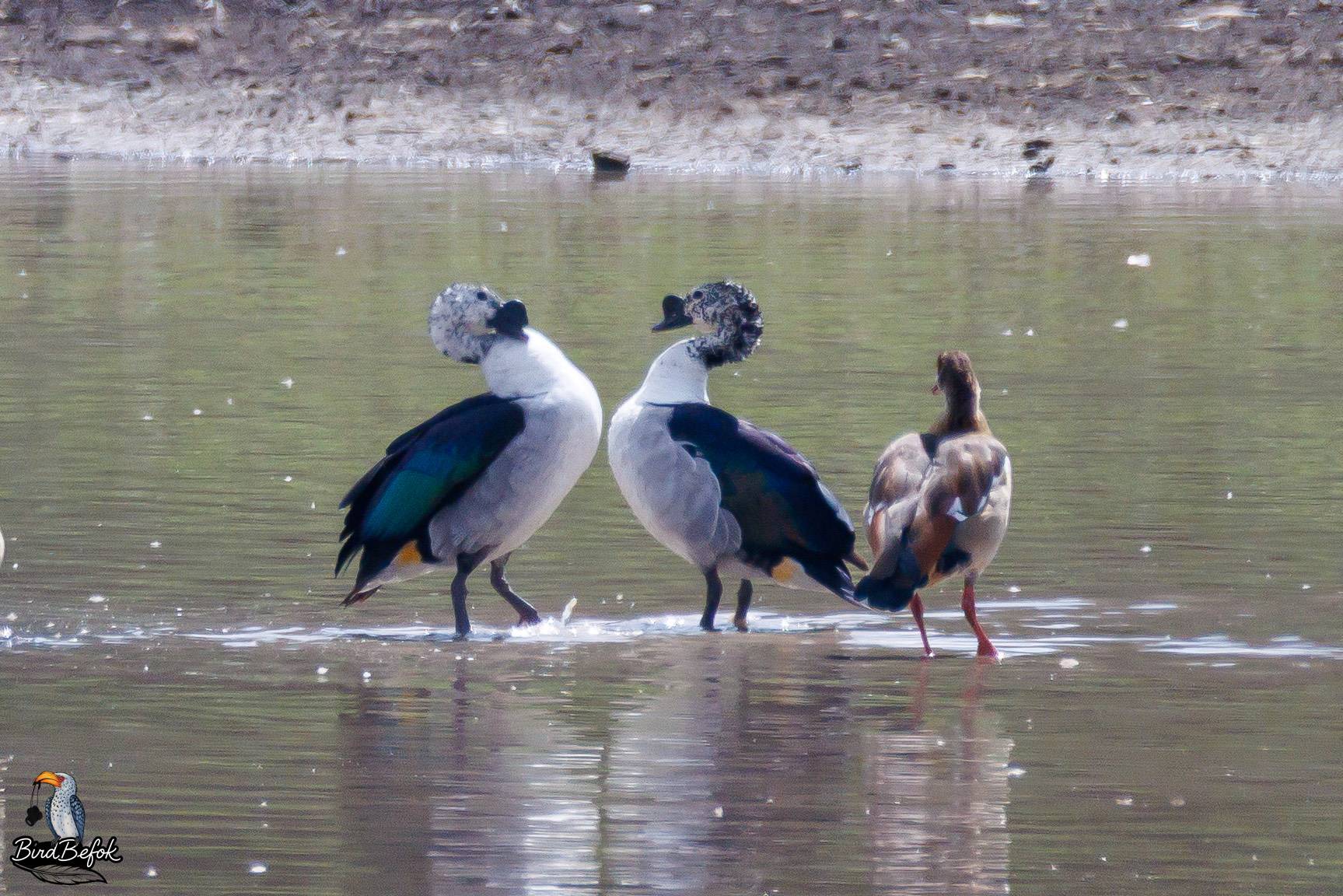 knob billed duck sarkidiornis melanotos Knob-billed duck main image 0