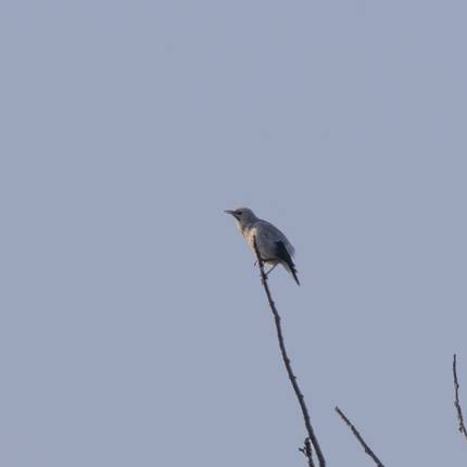 What Bird Sounds Like a Car Alarm: Surprising Nature Sounds Revealed