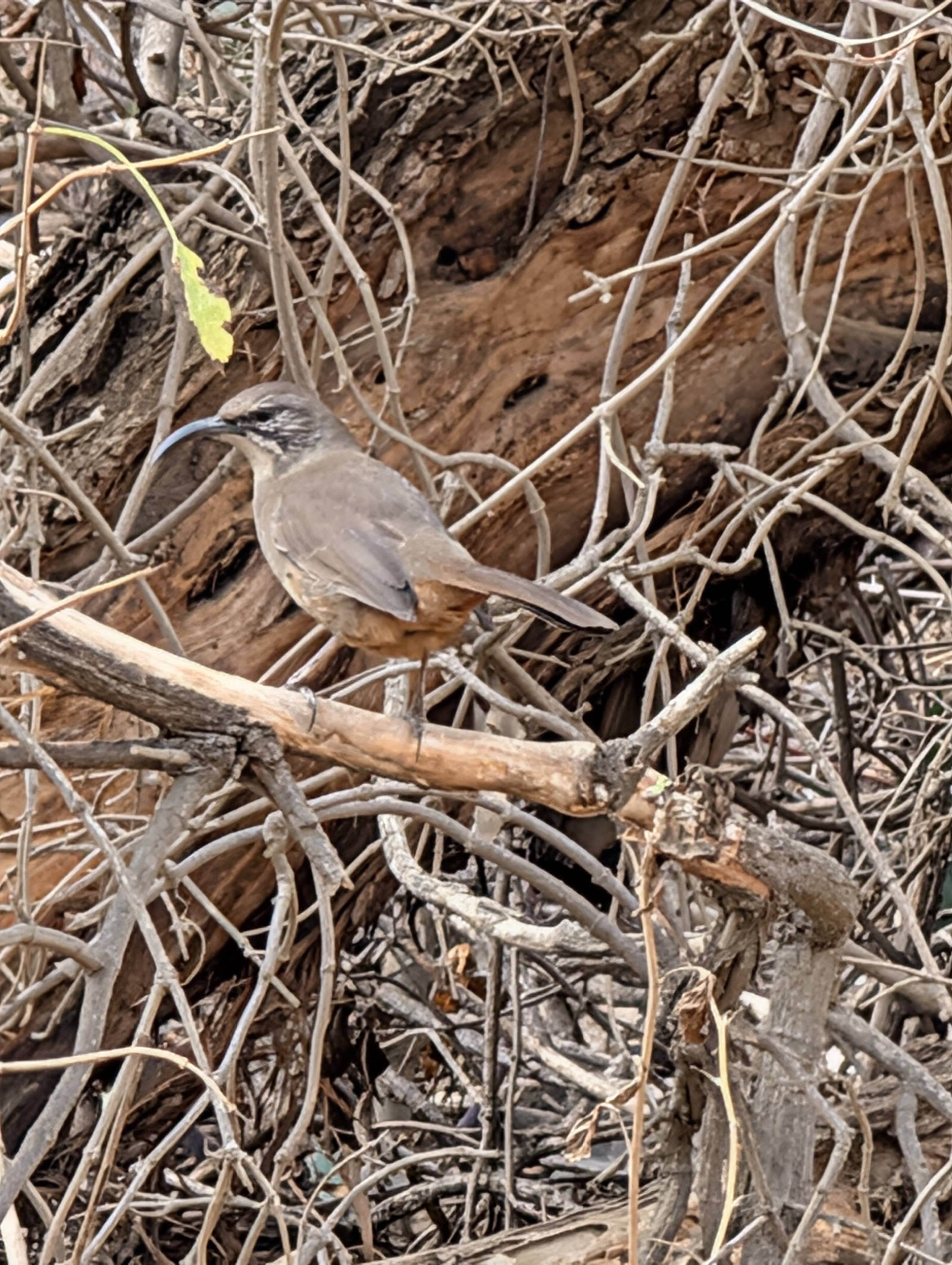 standard california thrasher tee 8 Types of Thrasher Birds Found in North America - Birds and Blooms