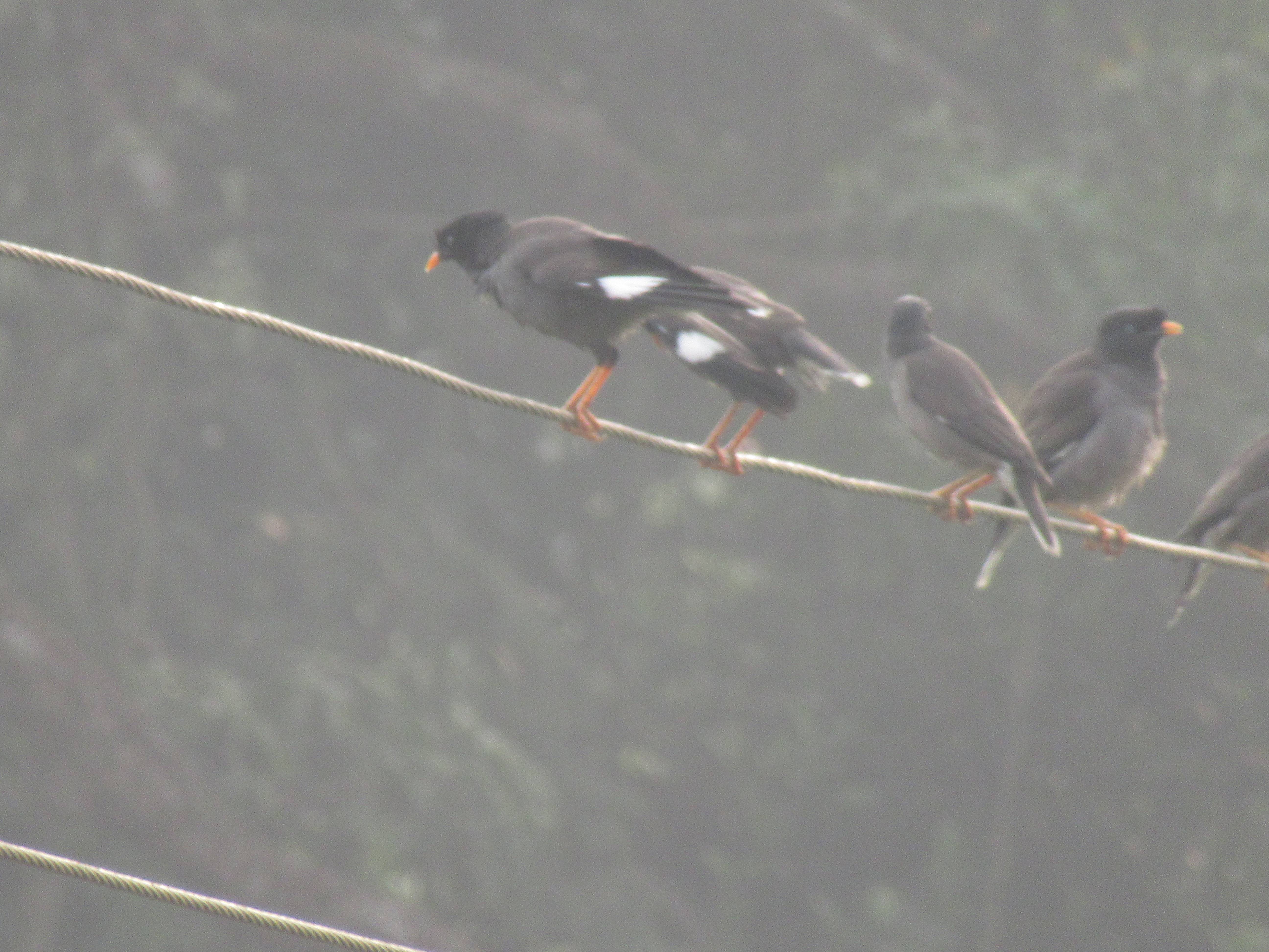 A photo of a Jungle Myna photographed in  Santa Cruz, Goa, India