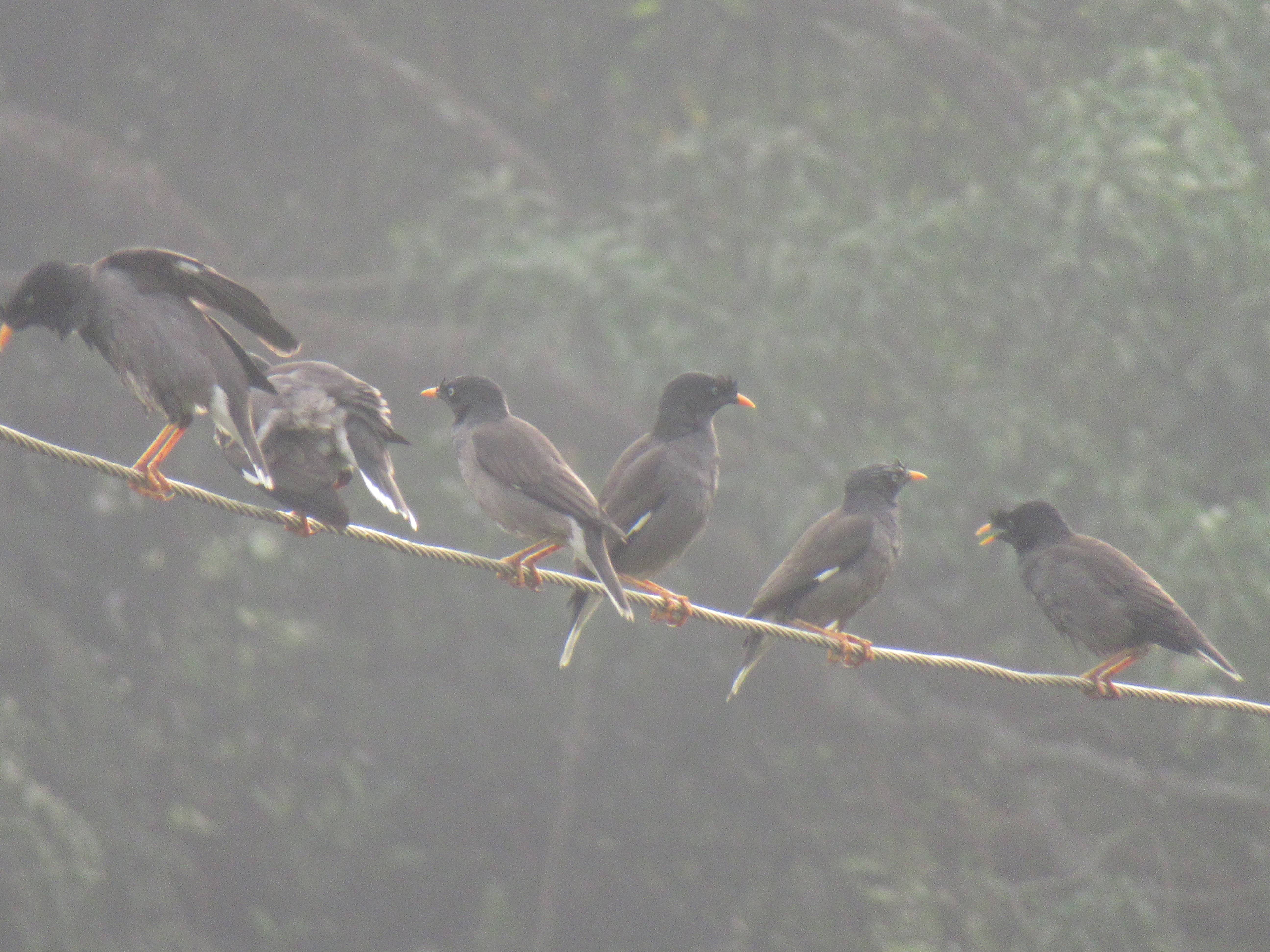 A photo of a Jungle Myna photographed in  Santa Cruz, Goa, India