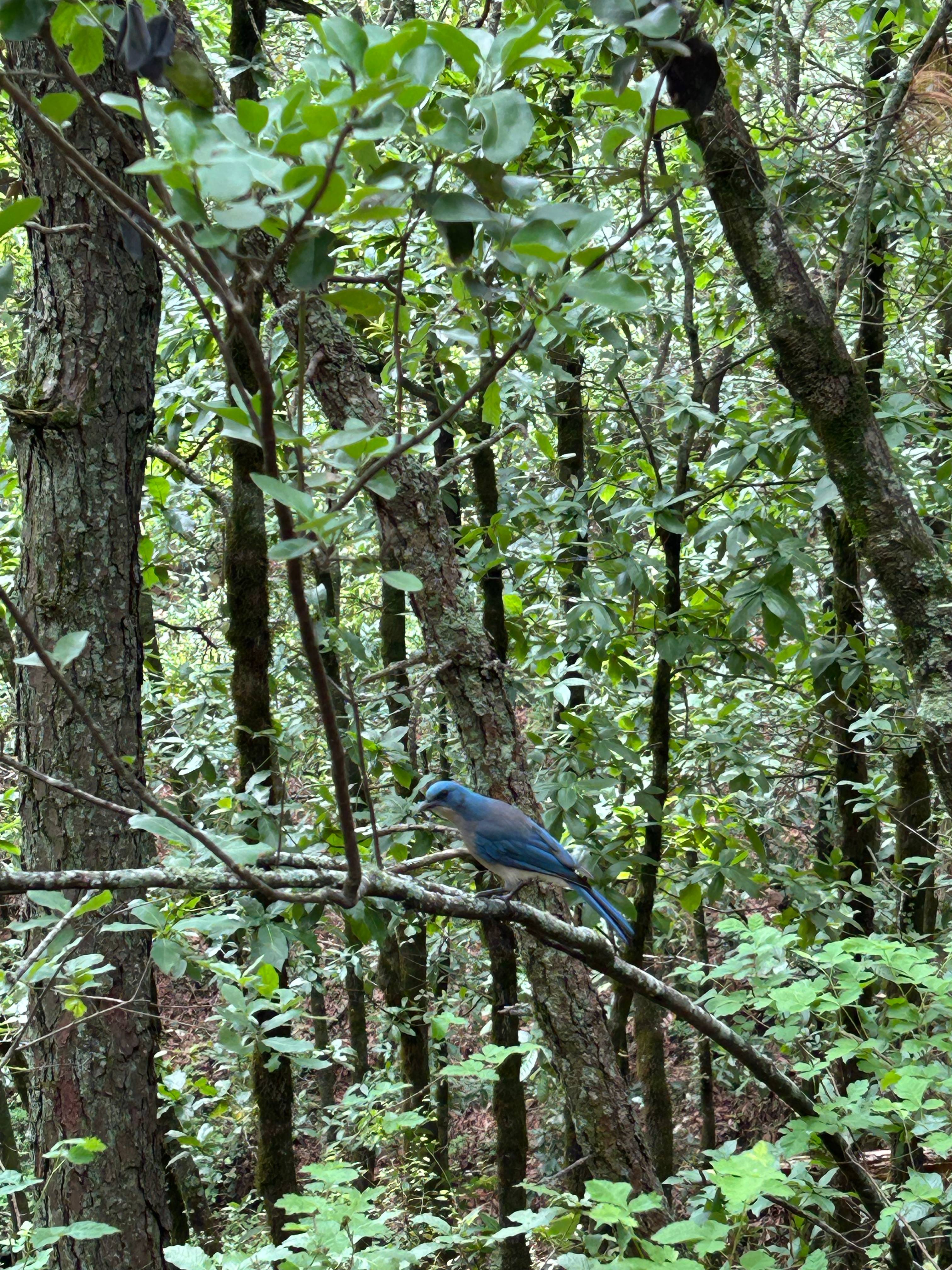 Mexican Jay (Aphelocoma wollweberi) identification - Birda