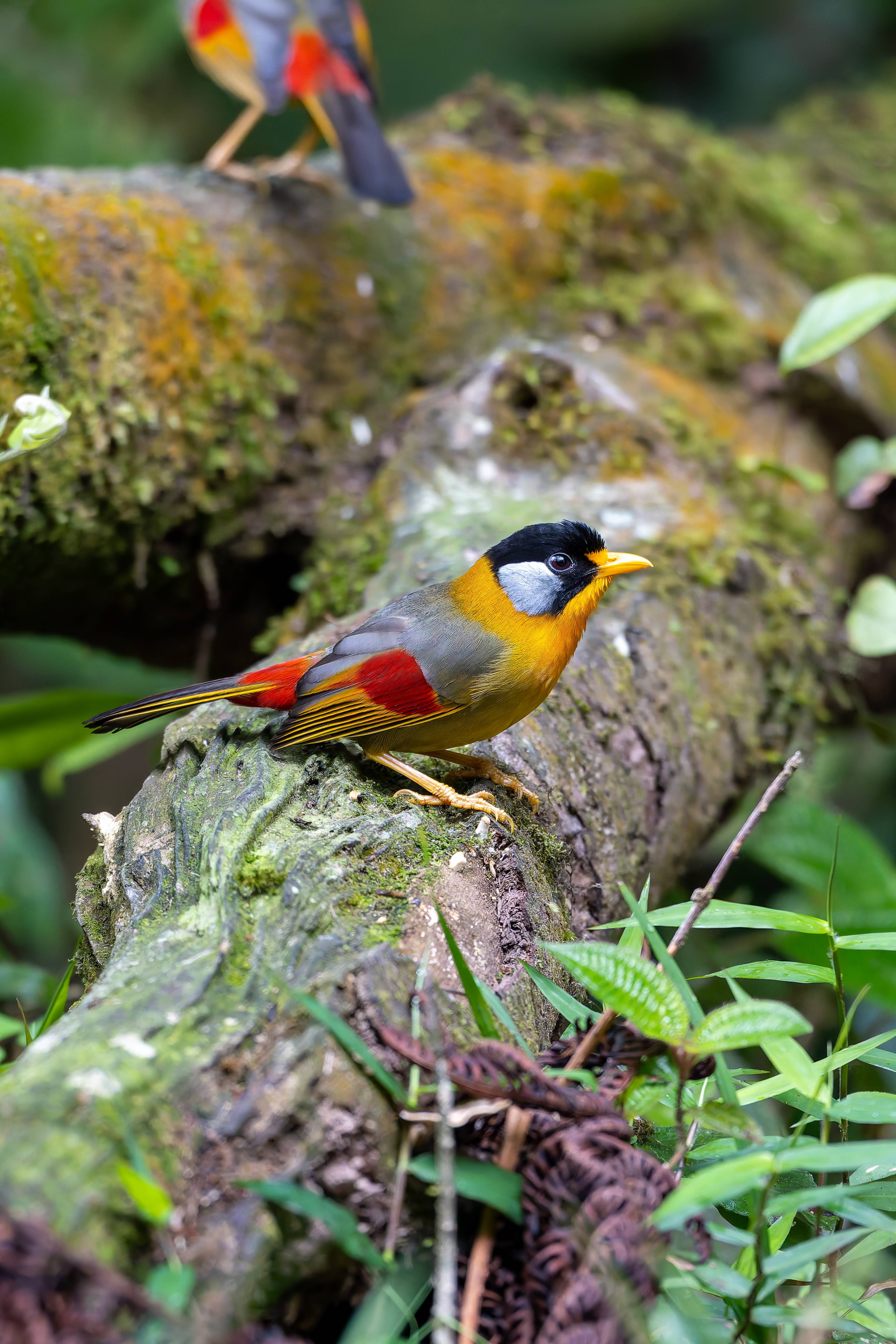 Silver-eared Mesia (Leiothrix argentauris) identification - Birda
